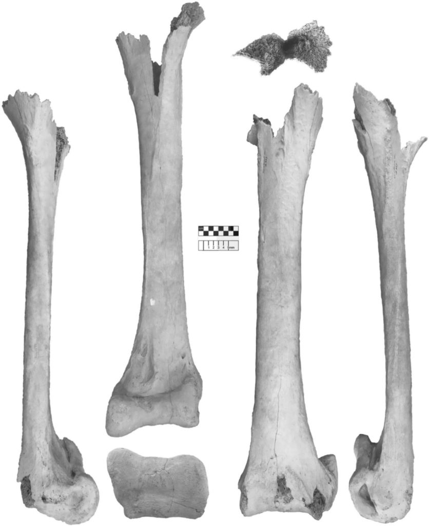 Les os qui ont permis d'identifier le Vorombe titan. // Source : James P. Hansford, Samuel T. Turvey