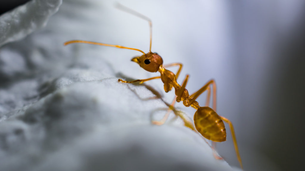Les fourmis inactives jouent un rôle crucial pour éviter les embouteillages. // Source : Pxhere/CC0