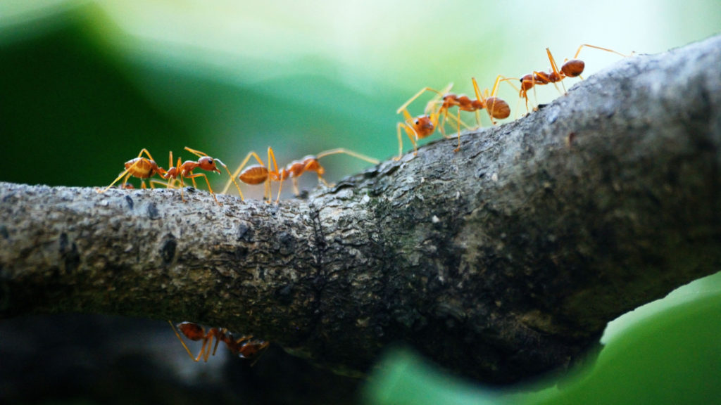 Si des fourmis actives sont retirées de l'expérience, les autres prennent leur relève. // Source : Pexels/Poranimm Athithawatthee