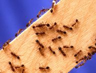 Des fourmis rouges. // Source : Wikimedia/Domaine public