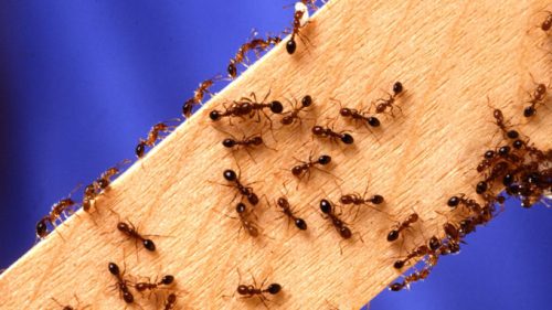 Des fourmis rouges. // Source : Wikimedia/Domaine public