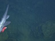 Un poisson argenté observé par le Nautilus // Source : Nautilus Live