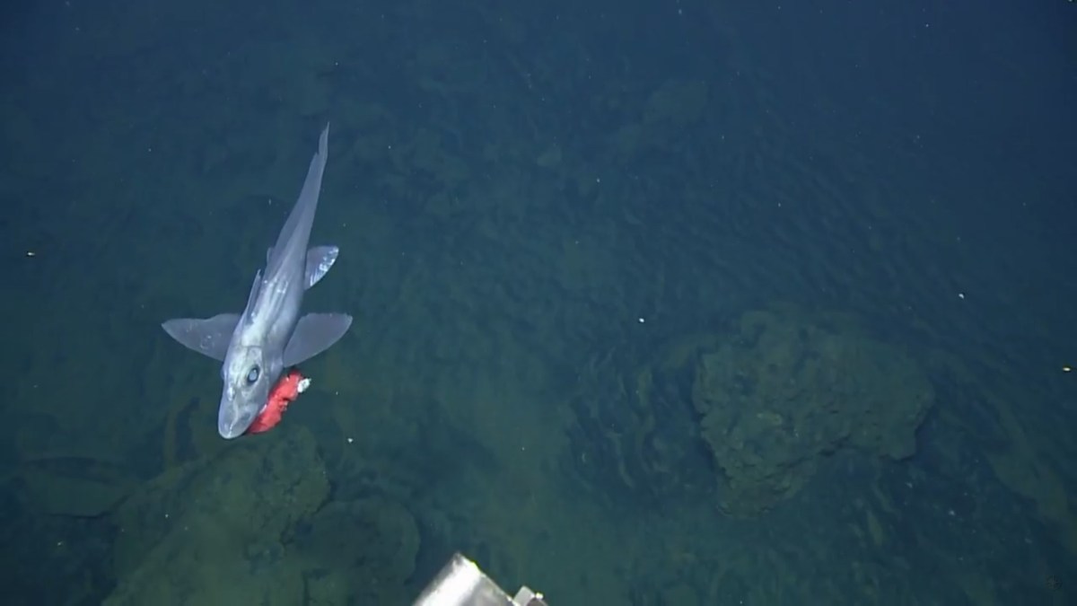 Un poisson argenté observé par le Nautilus // Source : Nautilus Live