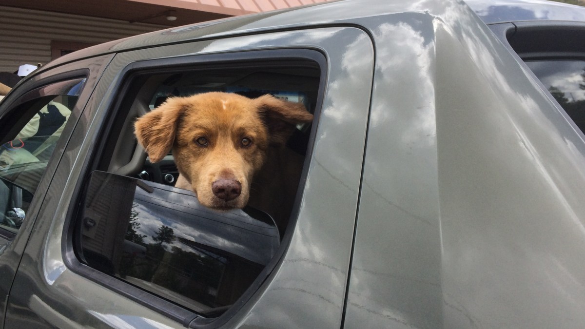 Chien dans une voiture // Source : flickr/dagnyg