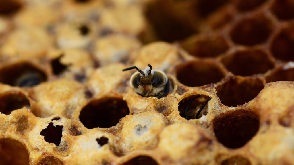 Pour inciter les abeilles les plus fainéantes à s'activer, les autres insectes émettent une vibration. // Source : Pxhere/CC0 Domaine public (photo recadrée)