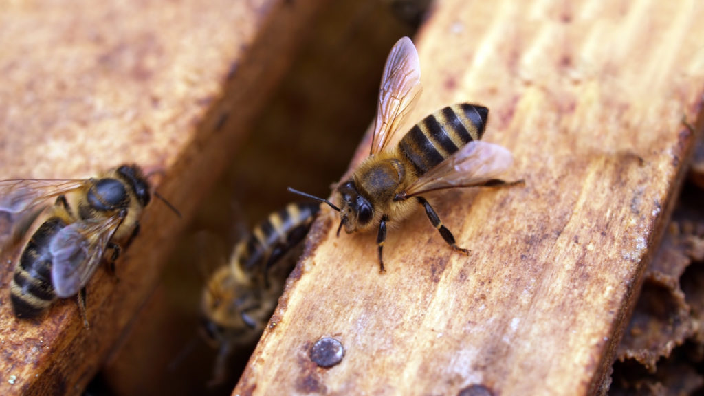 Les abeilles qui se reposent recommencent à travailler quand d'autres émettent des vibrations. // Source : Pexels/CC/Johann Piber (photo recadrée)