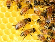 Les abeilles émettent une vibration qui motive les membres les plus paresseux du groupe. // Source : Pixabay/CC0 Domaine public (photo recadrée)