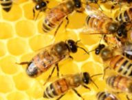 Les abeilles émettent une vibration qui motive les membres les plus paresseux du groupe. // Source : Pixabay/CC0 Domaine public (photo recadrée)