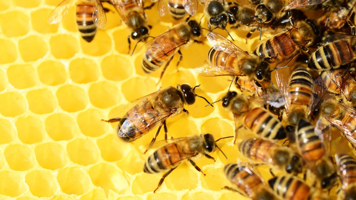 Les abeilles émettent une vibration qui motive les membres les plus paresseux du groupe. // Source : Pixabay/CC0 Domaine public (photo recadrée)