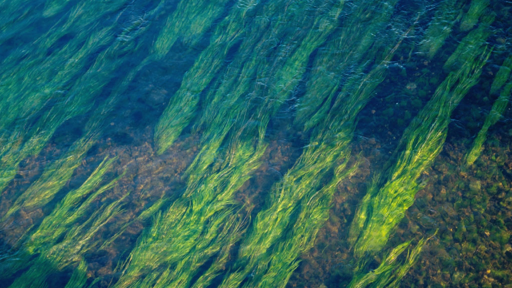 Les carburants à base d'algues, une source d'énergie plus respectueuse de l'environnement ? // Source : Pxhere/CC0 Domaine public (photo recadrée)