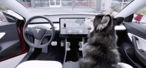 Tesla Dog Mode // Source : Capture Twitter du 14 février 2019