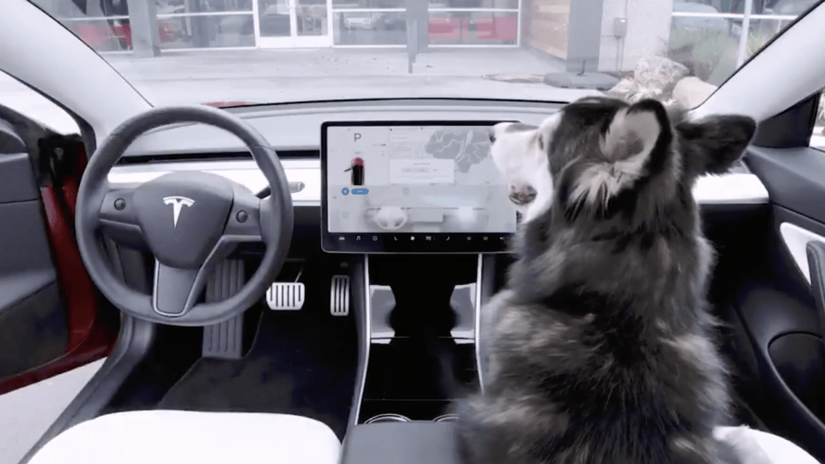 Tesla Dog Mode // Source : Capture Twitter du 14 février 2019