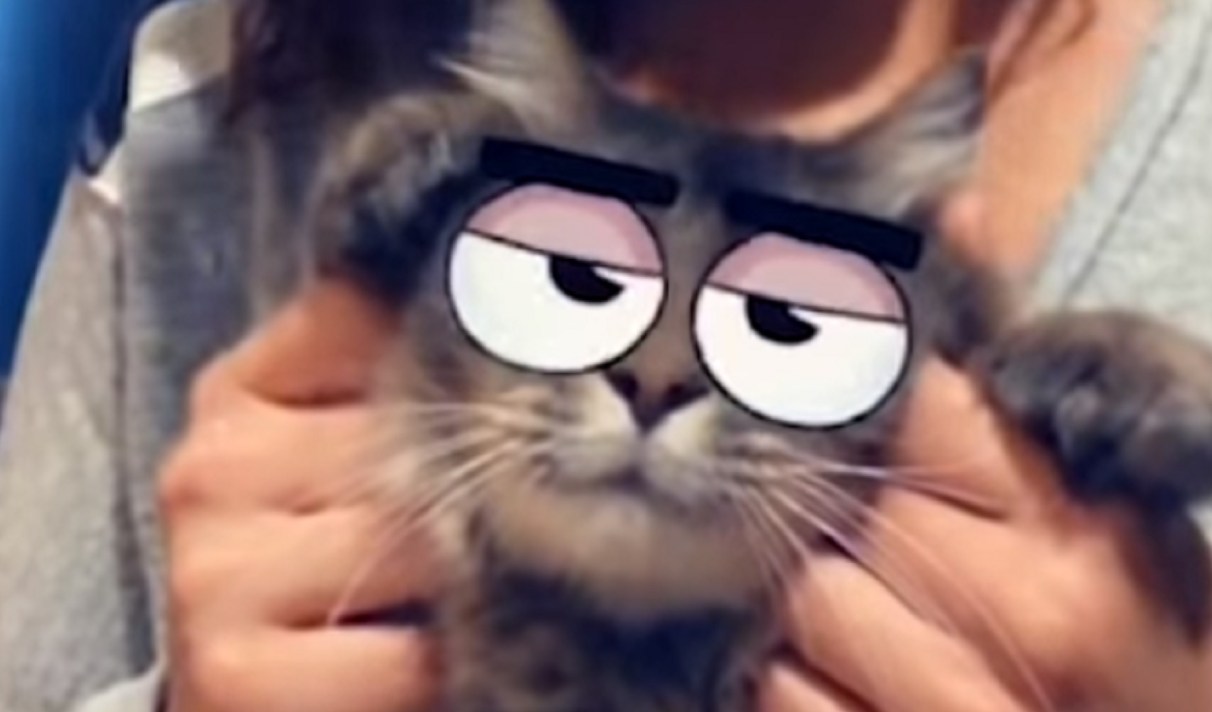 Snapchat Lance Les Filtres Pour Chats Qu On Attendait Tous Snapchat Lance Les Filtres Pour Chats Qu On Attendait Tous
