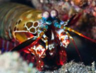 Les yeux de la mante-crevette pourraient inspirer les caméras des véhicules autonomes. // Source : Flickr/CC/Silke Baron (photo recadrée)