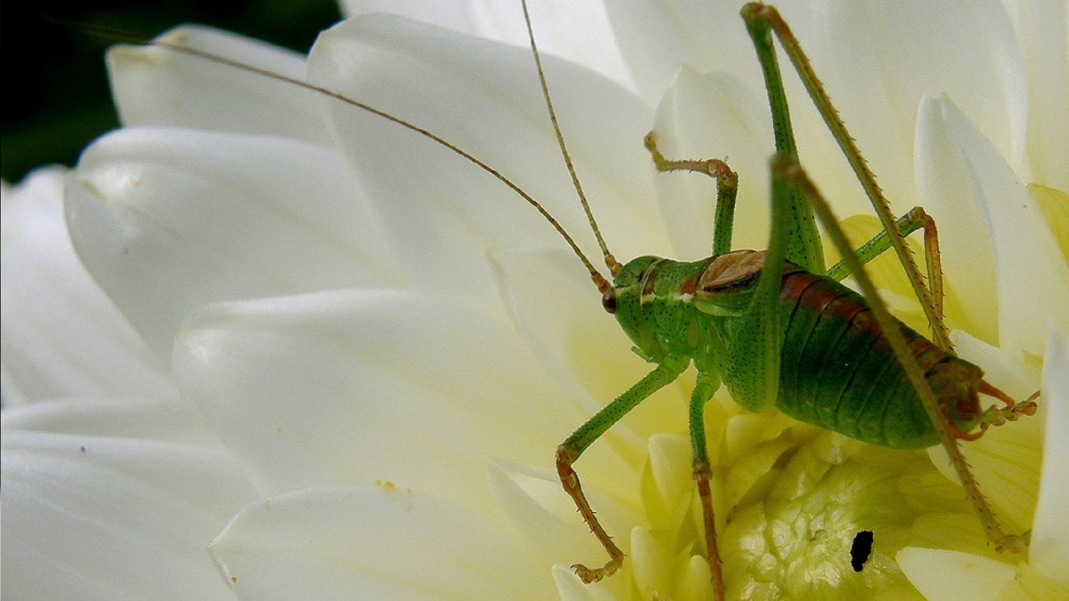 Le criquet est peut-être devenu dangereux malgré lui. // Source : OliBac / Flickr