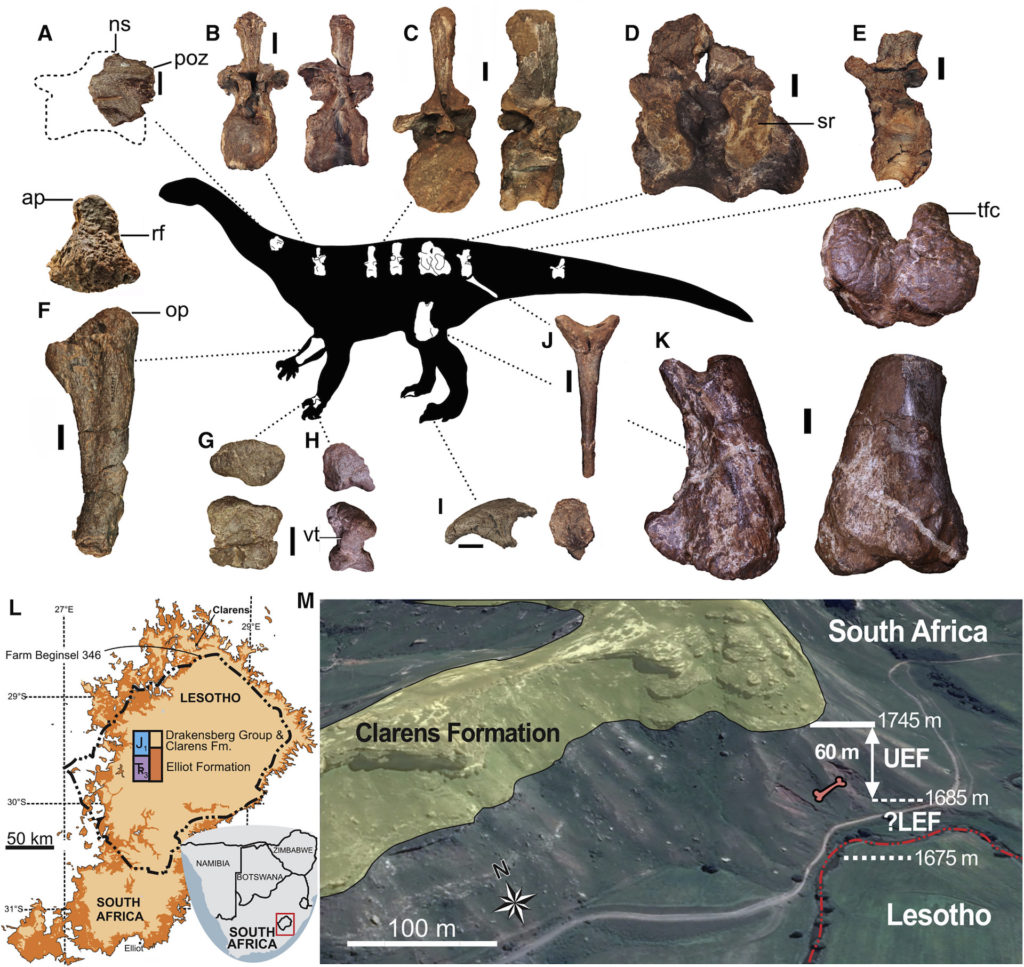 Le spécimen étudié a été retrouvé en Afrique du Sud. // Source : Current Biology