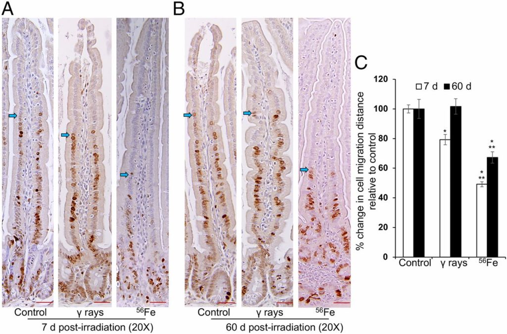 Les intestins de souris ont été abimés par ces ions... cela serait sans doute le cas des nôtres si nous allions longtemps dans l'espace.  // Source : PNAS