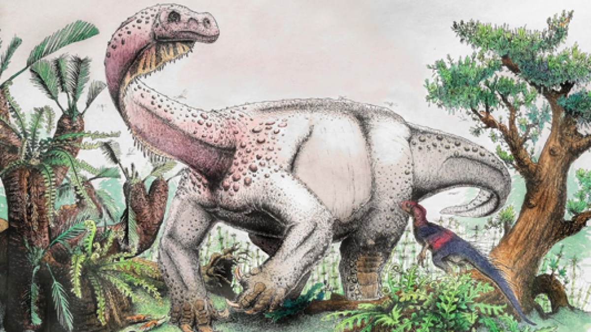 Le Ledumahadi mafube est l'un des plus proches spécimens des sauropodes.  // Source : Wits University