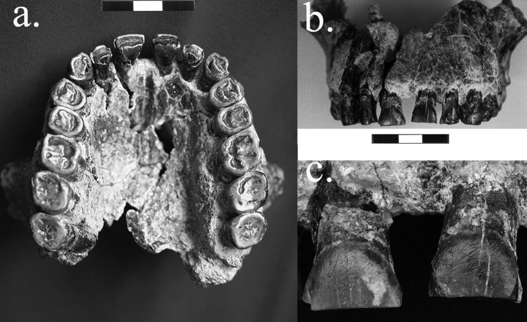 L'os maxillaire du spécimen OH-65. // Source : Journal of Human Evolution