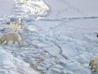Des ours polaires en Arctique // Source : US Navy Photo by  Chief Yeoman Alphonso Braggs / Wikimedia