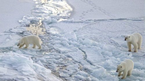 Des ours polaires en Arctique // Source : US Navy Photo by  Chief Yeoman Alphonso Braggs / Wikimedia