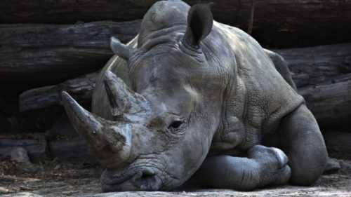 Les rhinocéros et les tigres sont des espèces en danger. // Source : Pixnio