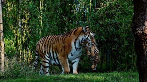Le commerce d'os de tigres était interdit depuis 1993. // Source : Elli60 / Pixabay