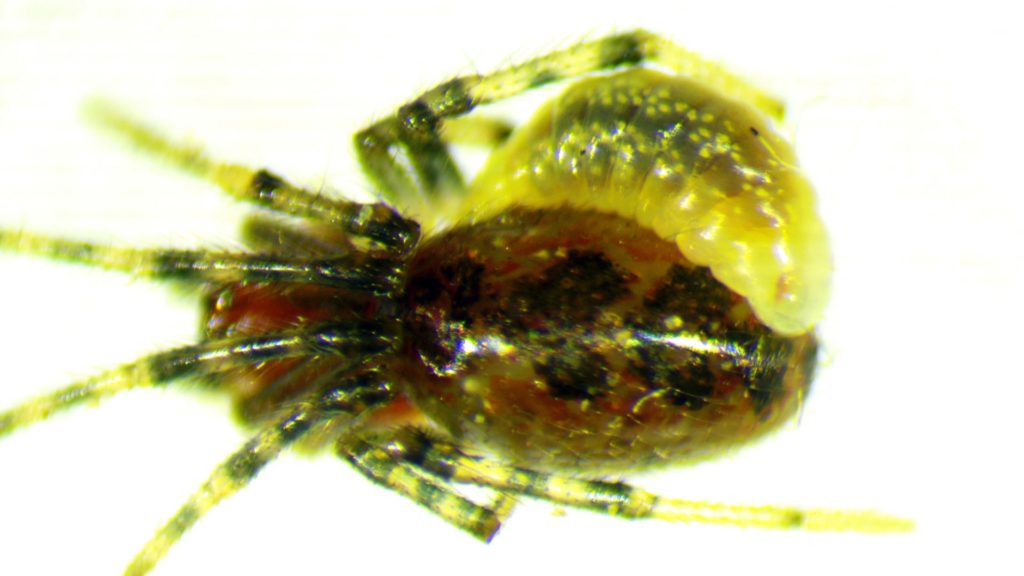 L'araignée parasitée par une larve. // Source : University of British Columbia (photo recadrée)