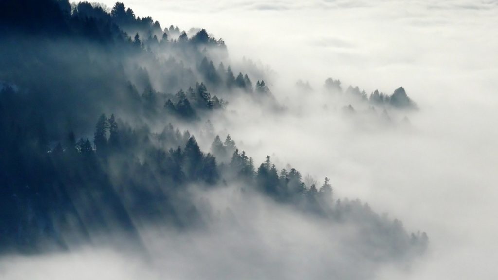 À défaut d'avoir des photos de 536, voici une forêt dans du brouillard. // Source : Cafepampas / Pixabay