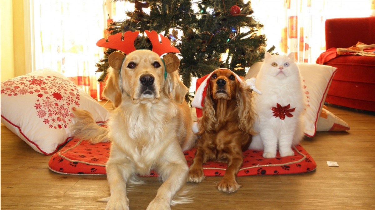 Cette photo représente des animaux attendant désespérément leurs croquettes, même si leur maître a voulu nous faire croire autre chose.  // Source : Pxhere