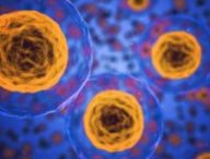 L'atlas va recenser les 300 sortes de cellules de notre organisme. // Source : Pixabay/CC0 (photo recadrée)