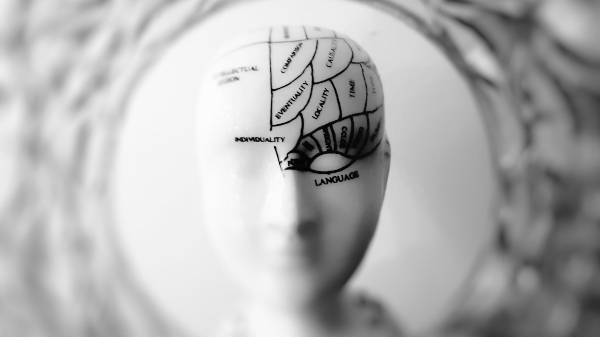 L'hypothèse du cerveau culturel. // Source : Pexels/CC/meo (photo recadrée)