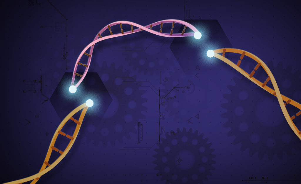 La méthode CRISPR utilisée pour modifier un gène. // Source : Flickr/CC/Ernesto del Aguila III, National Human Genome Research Institute, NIH