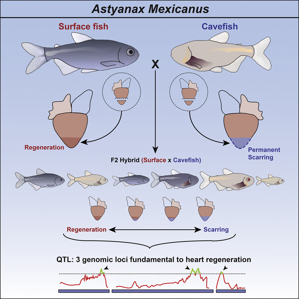 Les cœurs de tous les tétras mexicains ne se régénèrent pas. // Source : Cell Reports, Heat Regeneration in the Mexican Cavefish