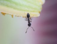 Les fourmis ont une stratégie pour éviter les épidémies. // Source : Pixabay/CC0 (photo recadrée)