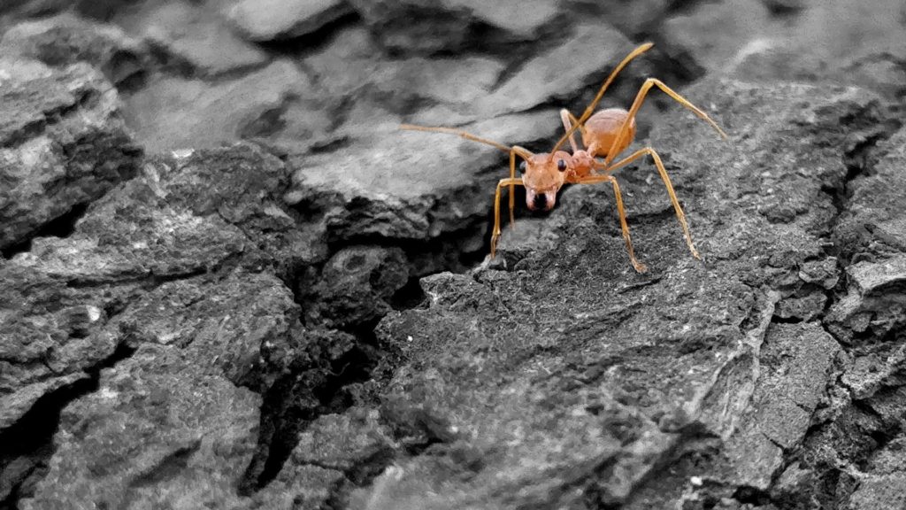 Les fourmis limitent les interactions au strict minimum en présence d'un agent pathogène. // Source : Pexels/CC/Divij Joshi (photo recadrée)