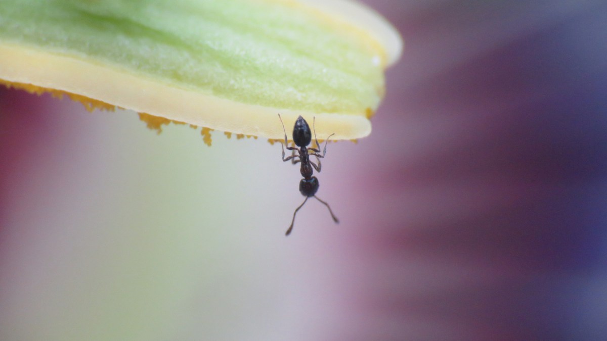 Les fourmis ont une stratégie pour éviter les épidémies. // Source : Pixabay/CC0 (photo recadrée)