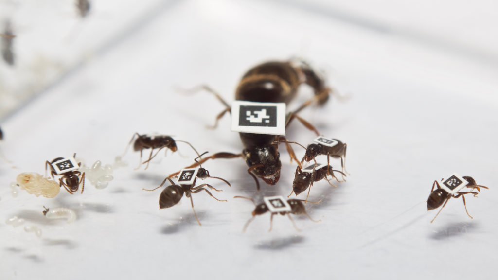 Le dispositif expérimental sur des fourmis. // Source : Timothée Brütsch