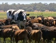 Knickers n'est pas une grosse vache. // Source : Capture d'écran YouTube