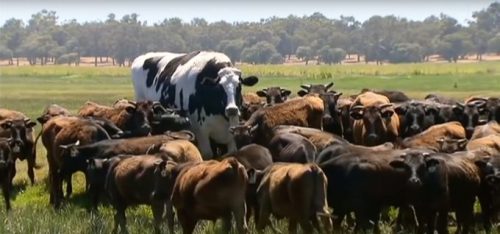 Knickers n'est pas une grosse vache. // Source : Capture d'écran YouTube