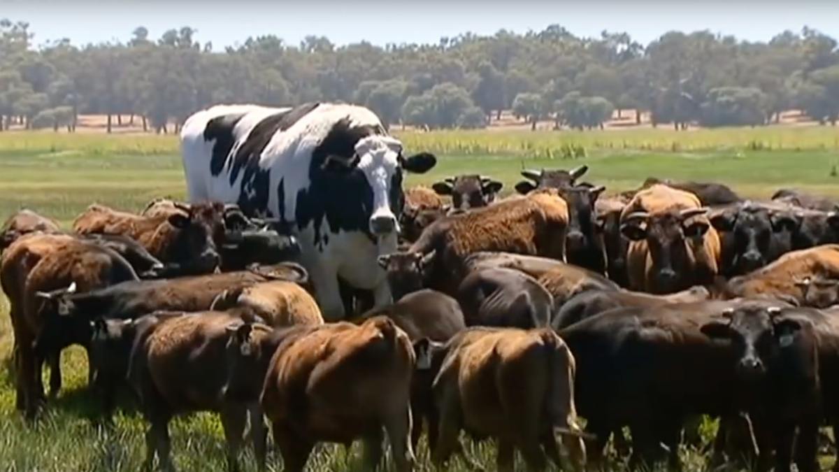 Knickers n'est pas une grosse vache. // Source : Capture d'écran YouTube