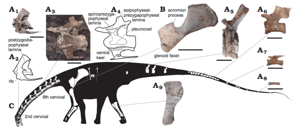 Les fossiles du Lavocatisaurus agrioensis. // Source : Acta Palaeontologica Polonica