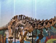 Un spécimen de sauropode conservé au Carnegie Museum. // Source : Wikimedia/CC/Tadek Kurpaski