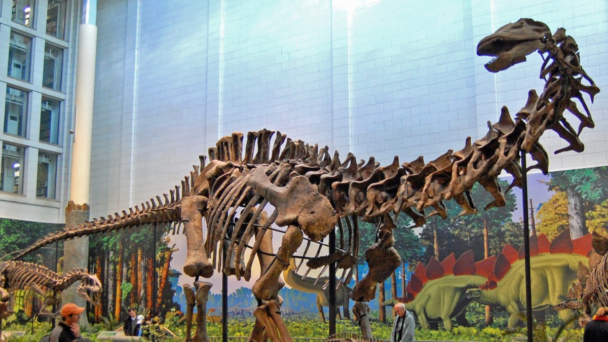 Un spécimen de sauropode conservé au Carnegie Museum. // Source : Wikimedia/CC/Tadek Kurpaski