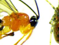 Une guêpe Zatypota parasite une araignée Anelosimus eximius. // Source : University of British Columbia