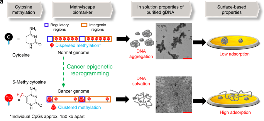 La réaction d'une cellule saine et d'une cellule cancéreuse à ce test. // Source : Nature Communications (image recadrée)