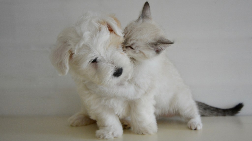 Vous Criez Face A Un Chaton Votre Cerveau Est Peut Etre Victime D Agressivite Mignonne Numerama