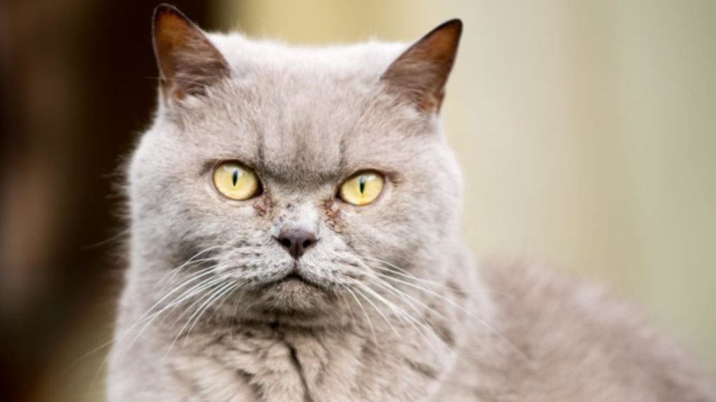 Les chats danois ont bien grandi depuis le temps des Vikings. // Source : Pixnio