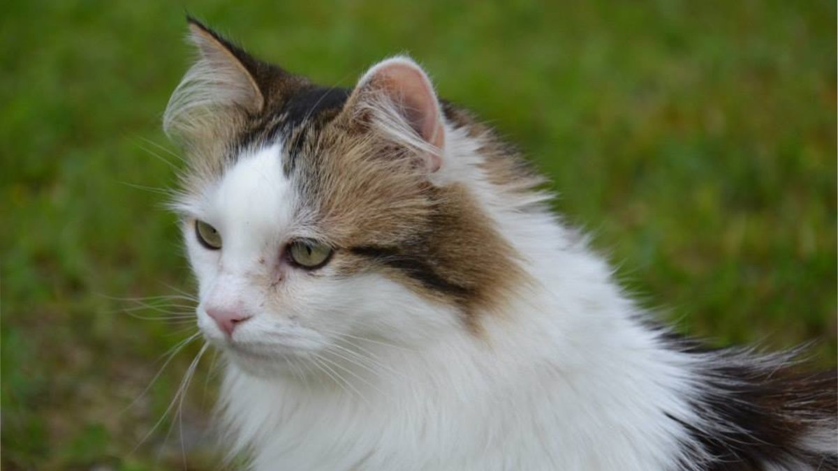 Les chats ont grandi au Danemark, depuis la période des Vikings. // Source : Perrine Signoret