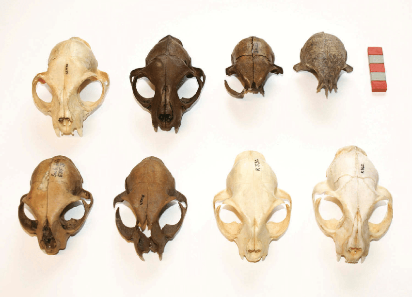 Des crânes de pitis chats danois étudiés. // Source : Research Gate